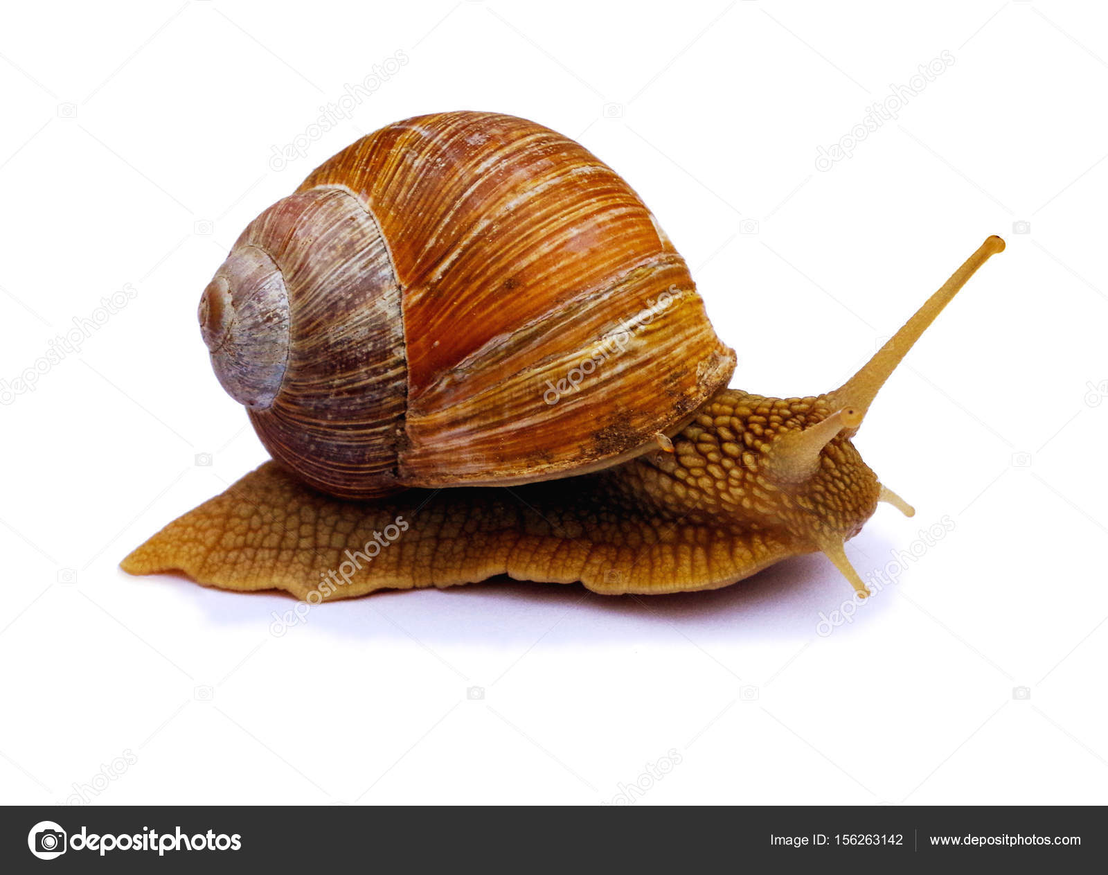 Garden Snail Isolated On White Background Burgundy Snail Helix Roman Snail Edible Snail Escargot Snails Provide An Easily Harvested Source Of Protein To Many People Around The World Stock Photo By C Irina Oksenoyd