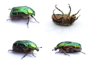 Dört yeşil böcekleri kümesi. Gül beyaz arka plan üzerinde izole chafer (cetonia aurata)
