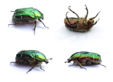 Set of four Green beetles. Rose chafer (cetonia aurata) isolated on white background clipart