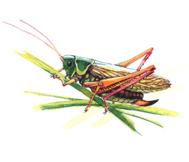 Bir çim üzerinde oturan kırmızı gecikme ile Grasshoper. Beyaz arka plan üzerinde gerçekçi suluboya resim.