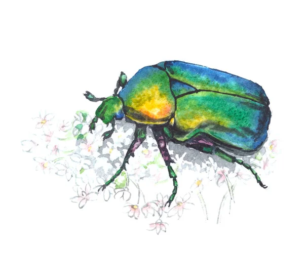 Chafer rosa (cetonia aurata) com flores brancas. Ilustração aquarela sobre fundo branco — Fotografia de Stock