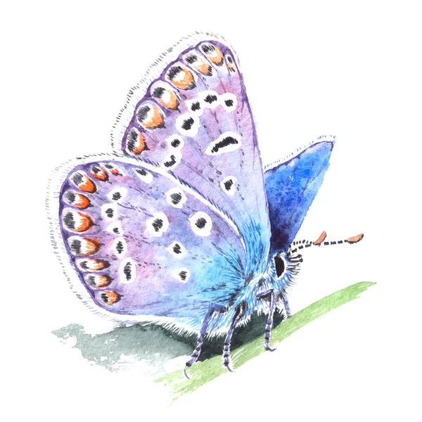 Koper-butterfly (Lycaenidae) realistisch aquarel illustratie op witte achtergrond. Prachtige blauwe vlinder zitten op een gras. — Stockfoto