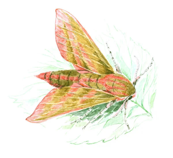 Słoń Hawk, ćma, Zmrocznik Gładysz, na zielony liść, akwarela ilustracja na białym tle — Zdjęcie stockowe