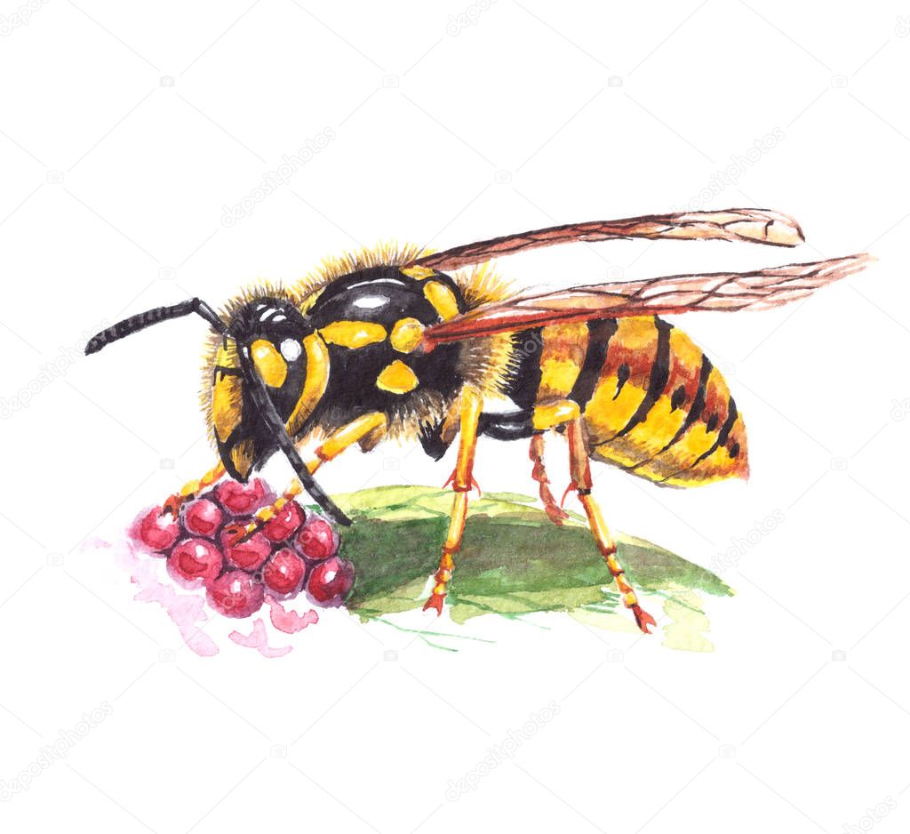 Wasp eating raspberry. Watercolor illustration on white background. Realistic painting.