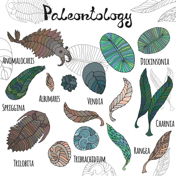 Fauna van Neoproterozoïcum en Paleozoïcum tijdperk. Heldere illustraties met titels op witte achtergrond. Anomalocaris, Vendia, Dickinsonia, Charnita, Trilobita. — Stockvector