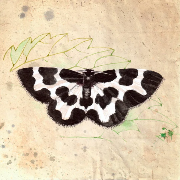 Piękny czarny-biały motyl - Lomaspilis marginata. Akwarela ilustracja, na streszczenie teksturowanej tło — Zdjęcie stockowe