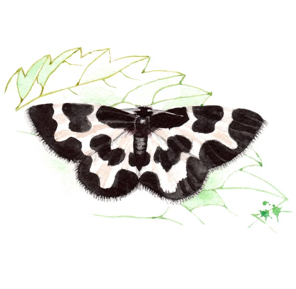 Piękny czarny-biały motyl - Lomaspilis marginata. Akwarela ilustracja, na białym tle — Zdjęcie stockowe