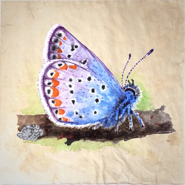 Miedź motyl (modraszkowatych) realistyczne, vintage styl akwarela ilustracja na streszczenie teksturowanej tło. Piękny niebieski motyl, siedząc na trawie. — Zdjęcie stockowe