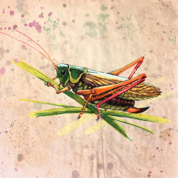 Grasshoper with red lags, sitting on a grass. Realistic, vintage style watercolor illustration on textured grunge background — Stock Photo, Image