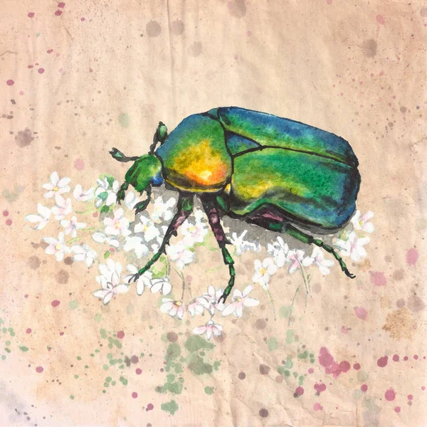 Rose chafer (cetonia aurata)with white flowers. Vintage style watercolor illustration on textured grunge background — Stock Photo, Image