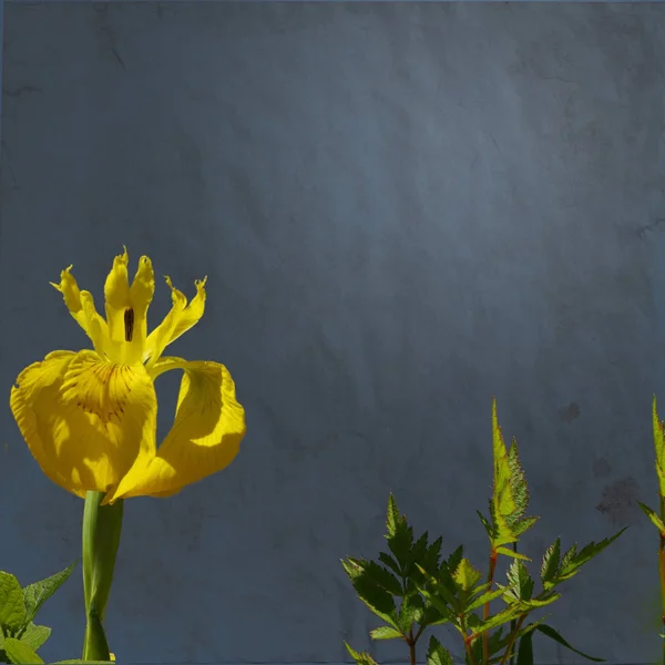 Luminoso fiore di iris giallo su sfondo strutturato scuro. Progettazione per la tua carta con uno spazio per il testo — Foto Stock