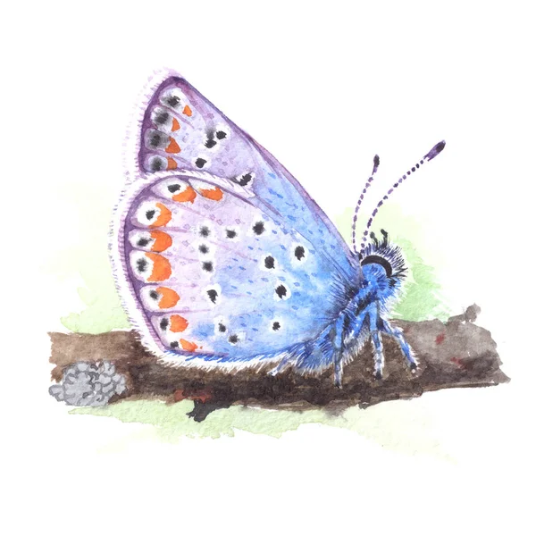 Koper-butterfly (Lycaenidae) realistisch aquarel illustratie op witte achtergrond. Prachtige blauwe vlinder zitten op een gras. — Stockfoto