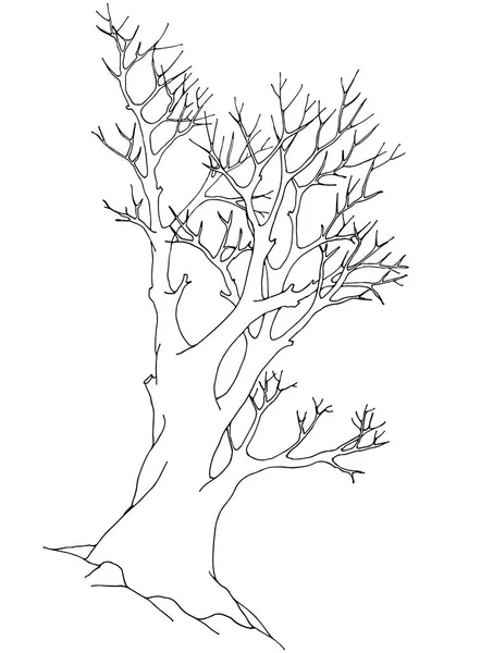 Velký starý strom s detailní větvičky, bez listů. Obrysový vektorové ilustrace. Černé pero kreslení. — Stockový vektor
