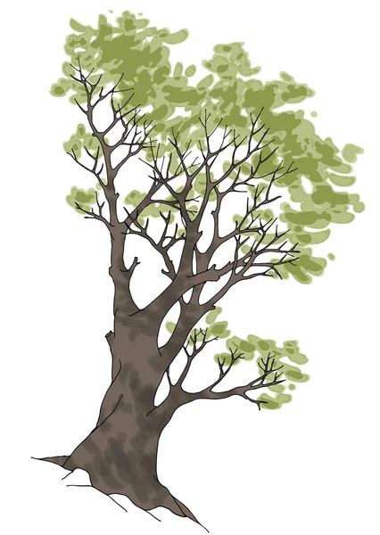 Gran árbol viejo con ramitas detalladas, con hojas verdes. Ilustración del vector de color . — Archivo Imágenes Vectoriales