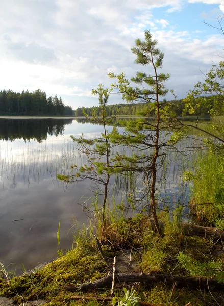 Estate vista del paesaggio nordico. Pini sulla riva di un lago in Finlandia . — Foto Stock