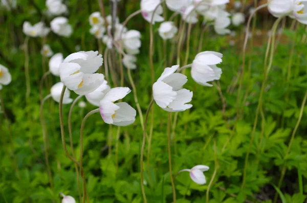 Weiße zarte Blüten - Anemone sylvestris (Schneeglöckchen-Anemone)) — Stockfoto