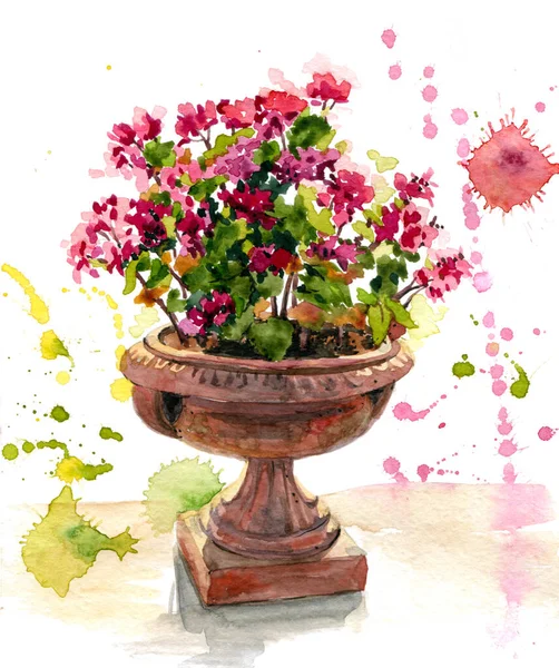 Akwarela Ilustracja Pięknych Różowych Kwiatów Geranium Kamiennym Klasycznym Wazonie — Zdjęcie stockowe