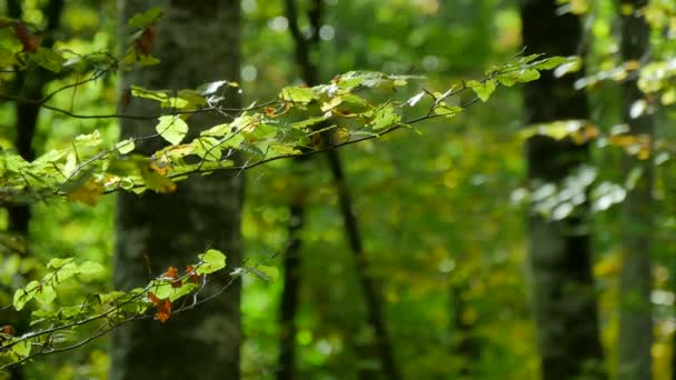 Branches de hêtres avec feuilles au début de l'automne — Video