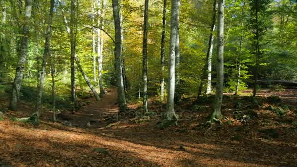 Beech Fields in Early Autumn Panoramic View — Stock Video