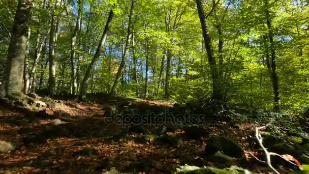 Caminar por el campo de hayas a principios de otoño — Vídeo de stock