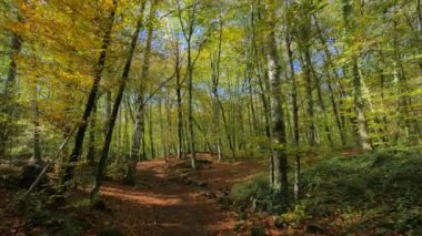 Kayın alanları erken sonbaharda taşıma