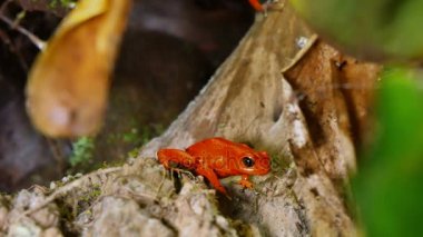 Çilek zehirli ok kurbağa Dendrobates Pumilio