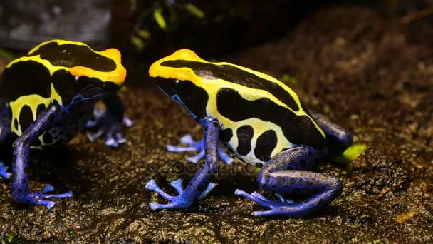 Casal de sapo de dardo veneno azul e amarelo — Vídeo de Stock