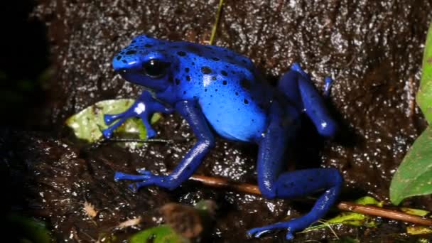 Azureus dendrobates tinctotius blauer Pfeilgiftfrosch — Stockvideo