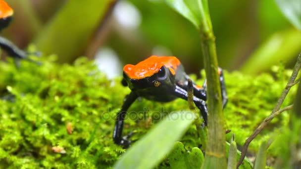 Fresa Veneno Dardo Rana Pareja Dendrobates Pumilio — Vídeo de stock