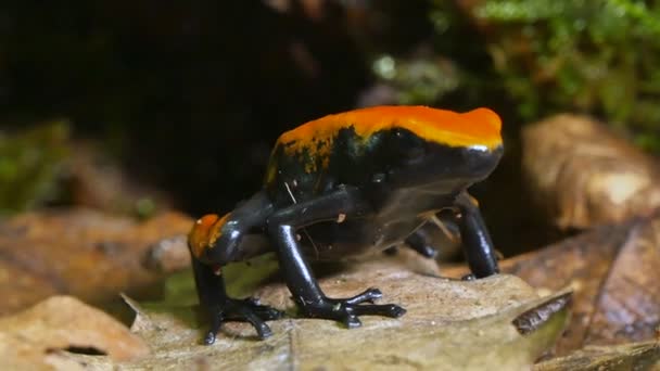 Poison aux fraises Dart Frog Dendrobates Pumilio 