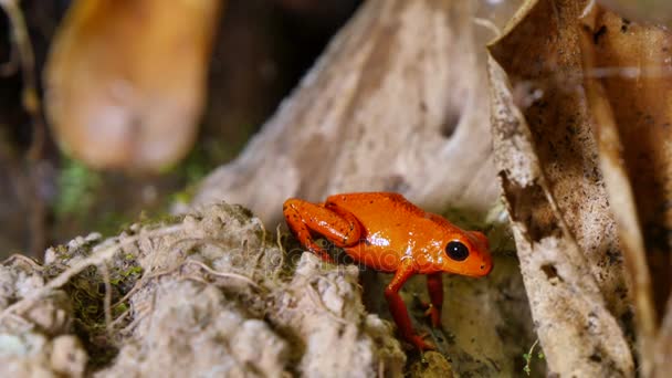 Erdbeer-Pfeilgiftfrosch dendrobates pumilio — Stockvideo