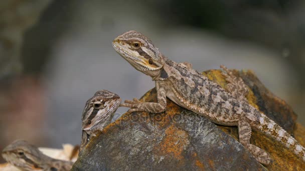 Pogona pareja de reptiles — Vídeo de stock