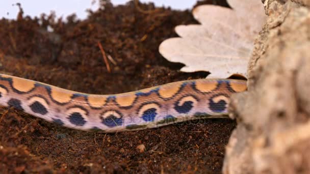 Xenopeltis Serpiente iridiscente — Vídeo de stock