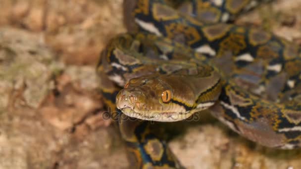 Niebezpieczne Reticulated Python Snake zapachu — Wideo stockowe