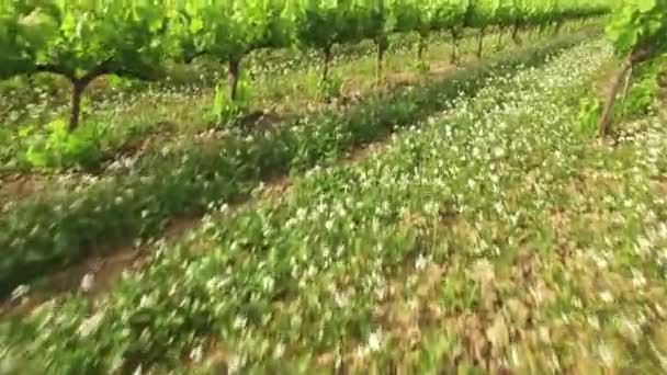 Cultivos de viñedo en vista aérea de primavera — Vídeo de stock