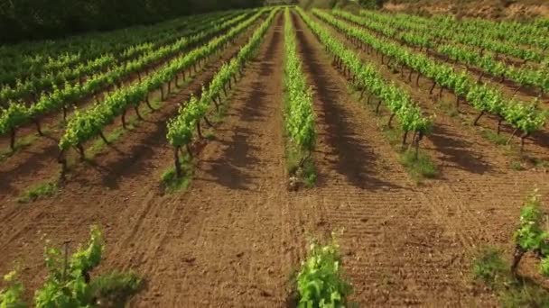 Vliegen Over de wijngaard in het voorjaar — Stockvideo