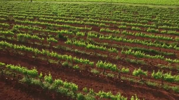 Wijngaard rijstroken bij zonsondergang luchtfoto — Stockvideo