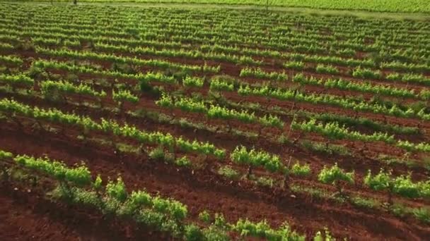 Vineyard Lanes at Sunset Aerial View — Stock Video