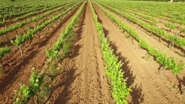 Viñedo carriles en primavera aérea Drone View — Vídeo de stock