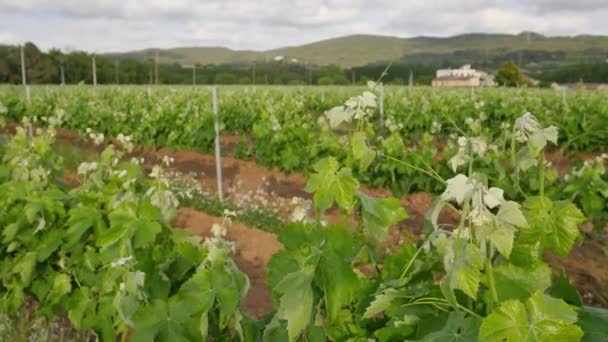 Wijngaard velden bij Spring Farm Closeup — Stockvideo