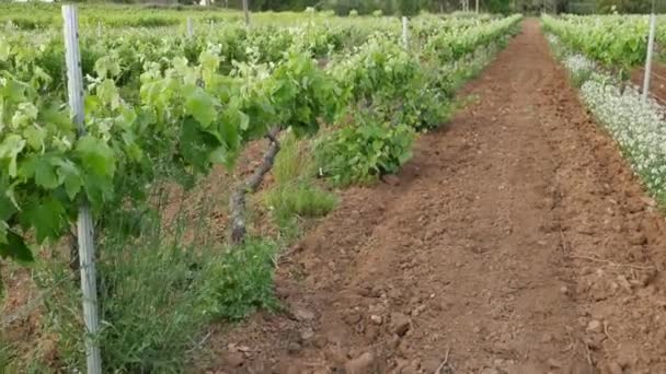Wandelen langs de wijngaard rijstroken op voorjaar — Stockvideo