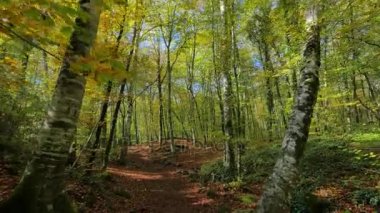 Kayın alanları erken sonbaharda taşıma