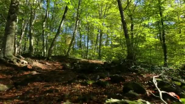 이른가 너도 밤나무 들판을 가로질러 산책 — 비디오