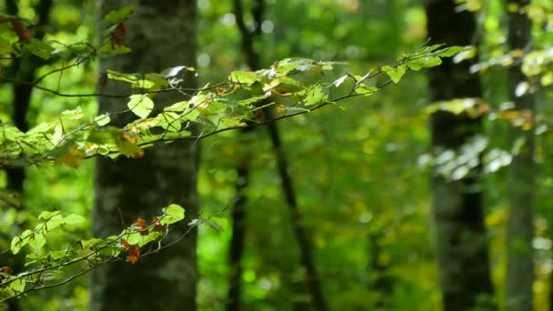 Beech Forest Branches with Leaves in Early Fall — Stok Video