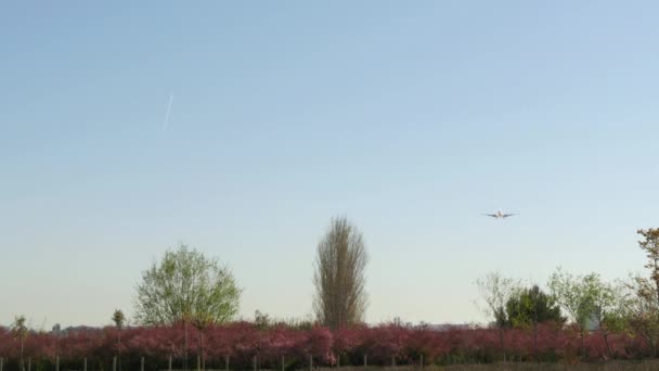 ジェット飛行機ボーイング 737-6 d 6 接近上陸。アルジェリア旅客ジェット 7 t Vjrjet 平面接近着陸バルセロナ airportcommercial 旅客機で飛行の空気します。乗客の飛行機が空を横切って飛んで。バルセロナ空港で航空機の着陸. — ストック動画