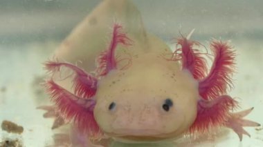 Axolotl Amfibi Yüzü ve Solungaç Detayları