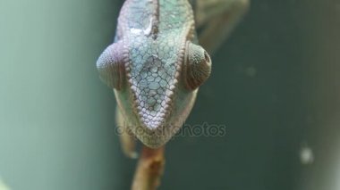 Bukalemun kamuflaj sürüngen dal