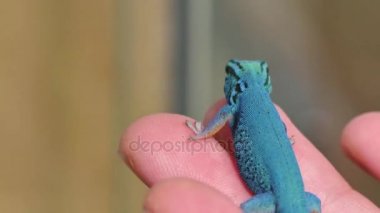 Lygodactylus Williamsi kertenkele sürüngen portre