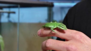 Takydromus Dorsalis kertenkele sürüngen portre