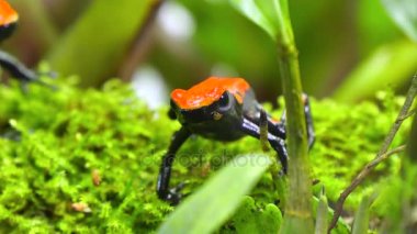 Çilek zehirli ok kurbağa çift Dendrobates Pumilio